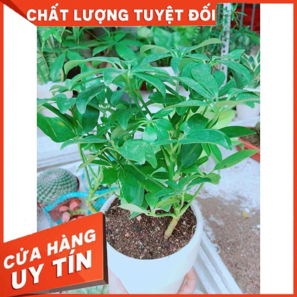 Chậu ngũ gia bì Nhiều Người Mua