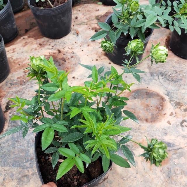 Hoa hồng xanh Jane Green rose-bầu to lớn, cây trưởng thành trưởng thành