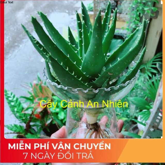 Nha Đam Trồng Thuỷ Sinh