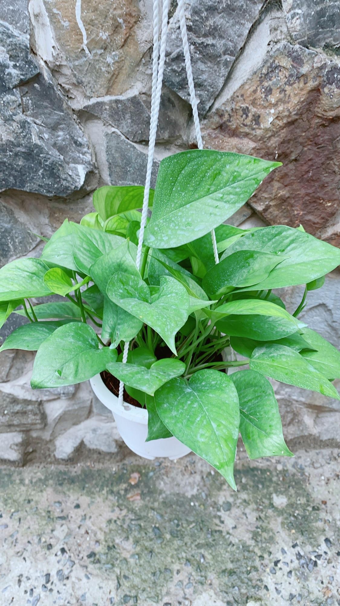 Chậu Trầu Bà Thái Xanh