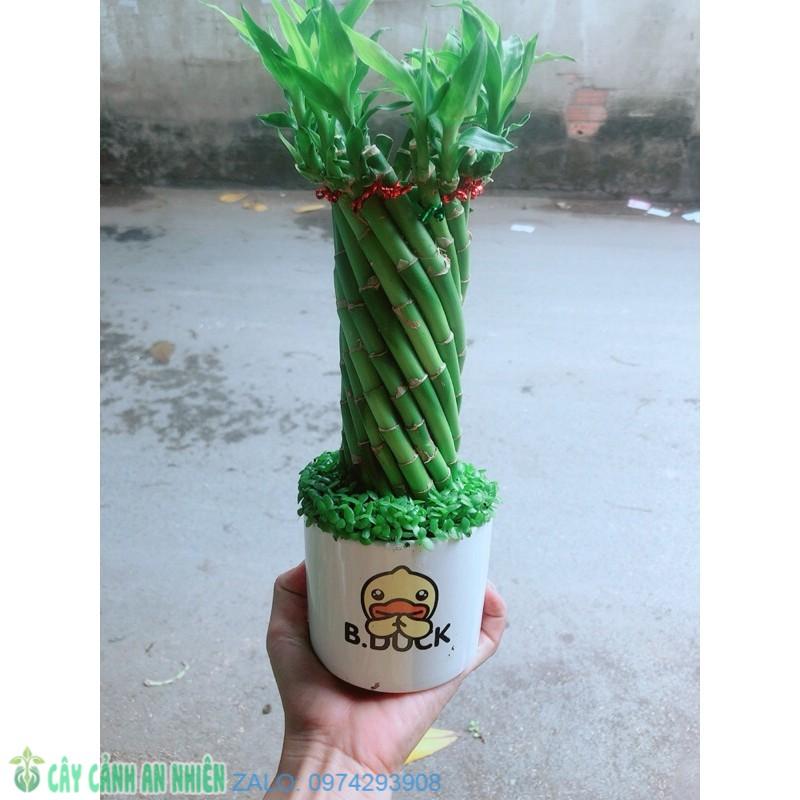 Chậu Trúc Phát Tài