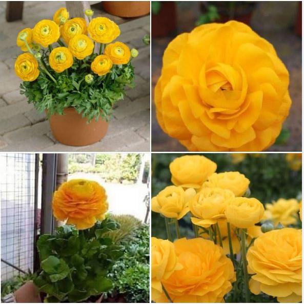 Củ hoa hoa hồng mao lương vàng đậm