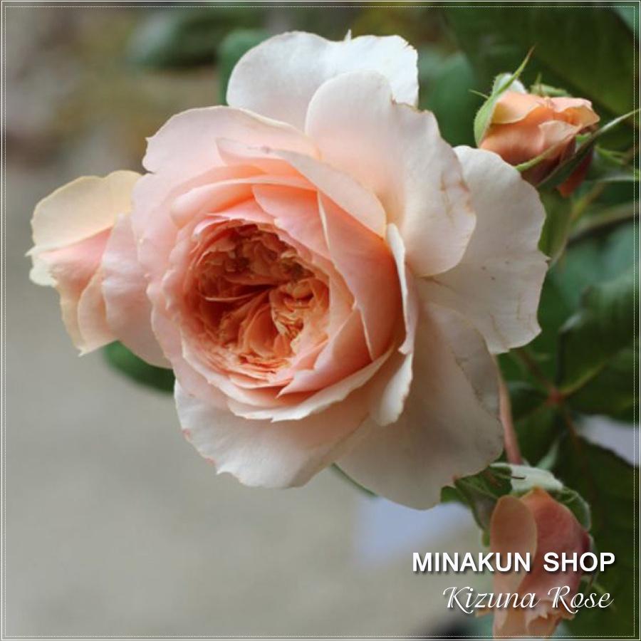 Hoa hồng ngoại Kizuna Rose cực đẹp