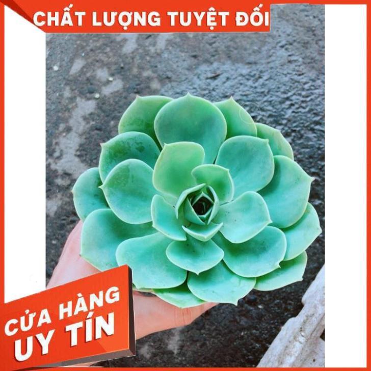Chậu Sen Đá Xanh Đất Nhiều Người Mua