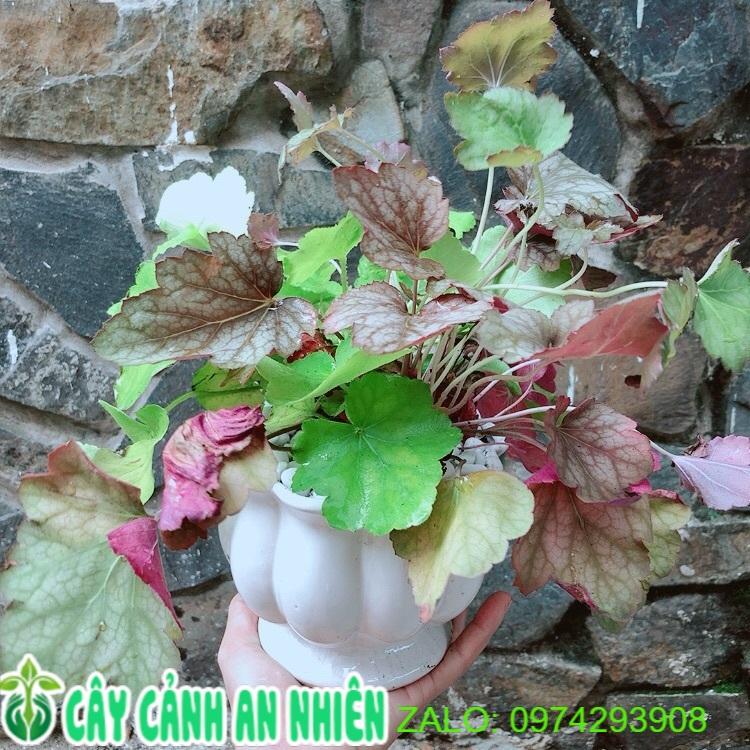 Chậu Cây Lá Màu