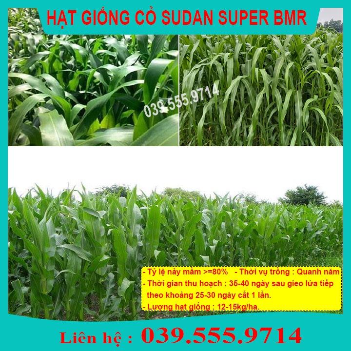 HẠT CỎ CHĂN NUÔI SUDAN SUPER BMR 1KG - CỎ BMR SIÊU NĂNG SUẤT VÀ DINH DƯỠNG