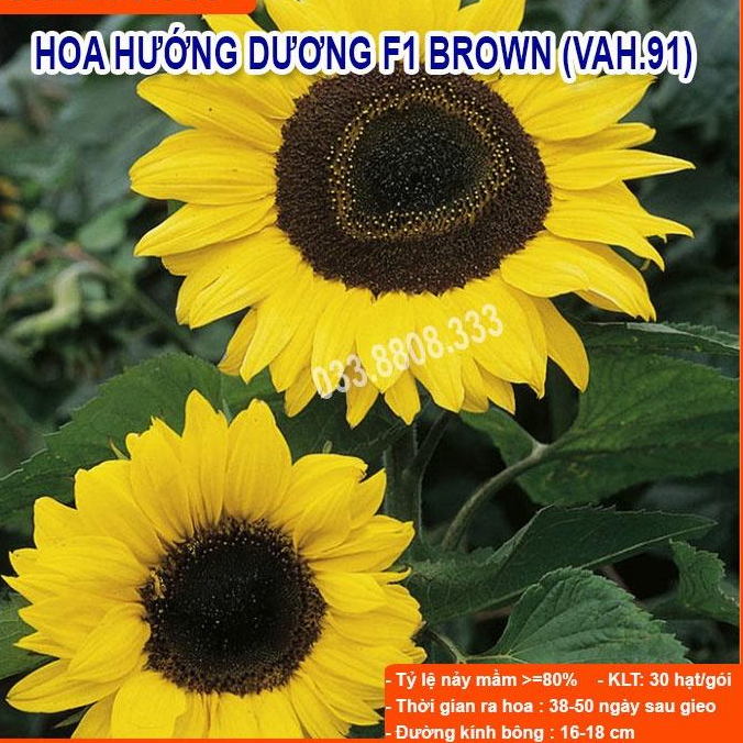 Hạt Giống Hoa Hướng Dương Vàng Cao -Dễ Trồng Dễ Chăm Sóc