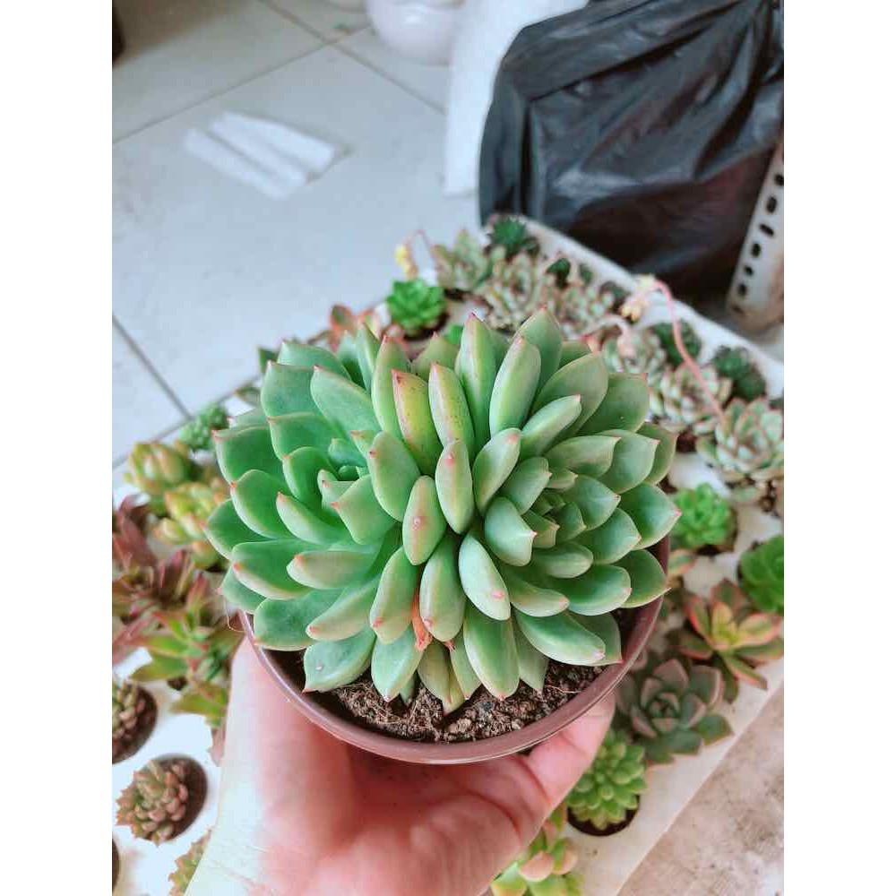 Combo sen đá bánh bao xanh kèm chậu sứ Bán Chạy