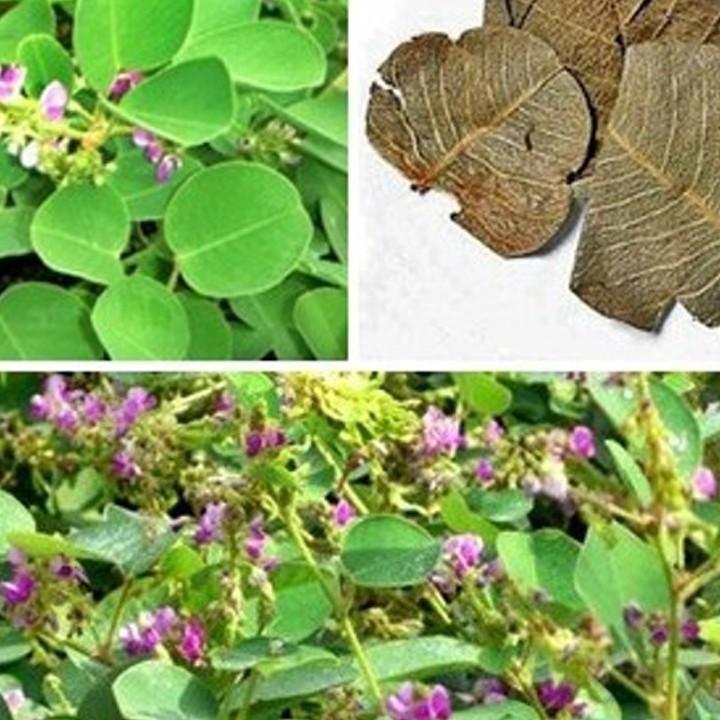 1kg kim tiền thảo