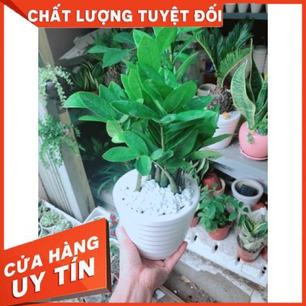 Chậu kim phát tài hay kim tiền