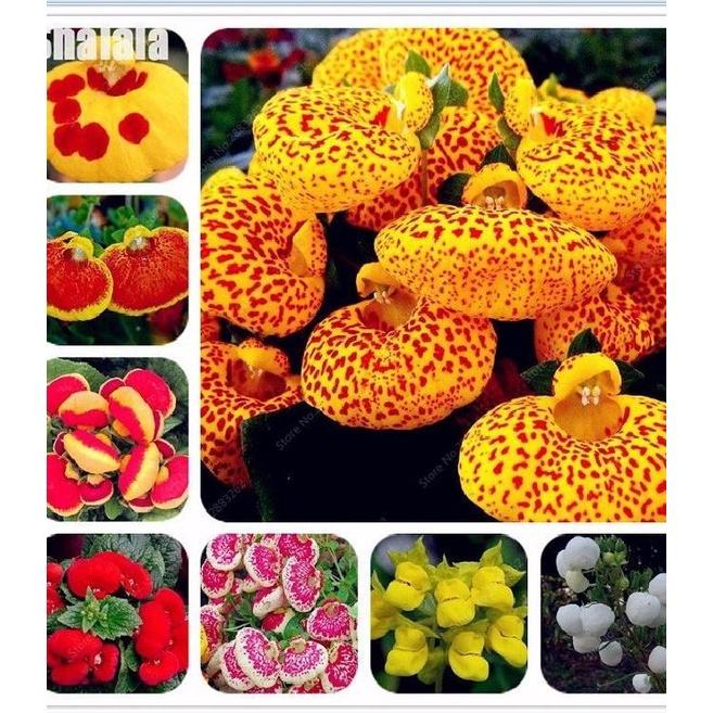 Hạt Giống Hoa Huyền Sâm Nhiều Màu CT440 - Gói 20 hạt