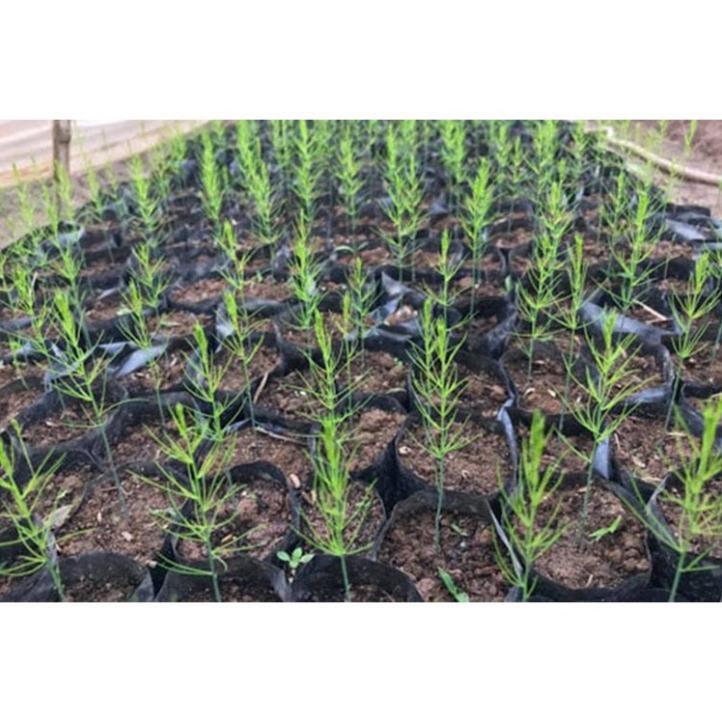 Hạt giống măng tây Phú Nông gói 100 hạt - 2g