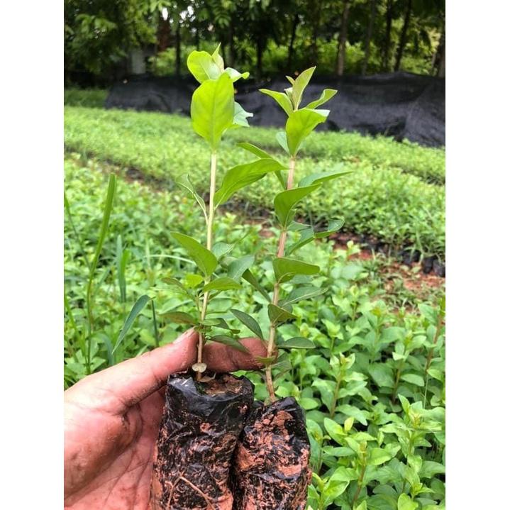 CÂY GIỐNG TƯỜNG VI LÁ XANH HOA ĐỎ