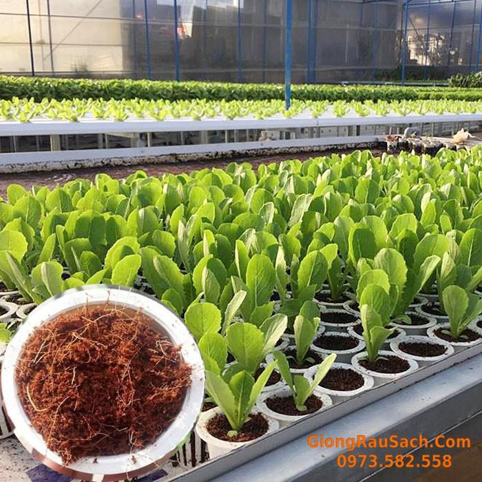 Thùng 24 Viên Đất Nén Hữu Cơ Viên Nén Mụn Dừa Bánh Nén Xơ Dừa 450Gr Ươm Hạt Giống Rau Củ Quả, Trồng Rau, Cây Cảnh