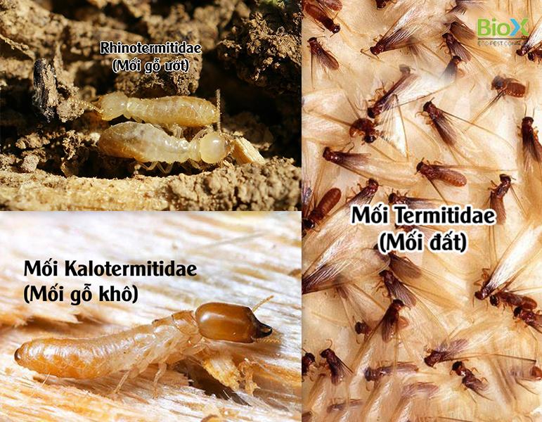 Thuốc diệt mối lưu dẫn thế hệ mới TERMIZE 200SC chai 500ml