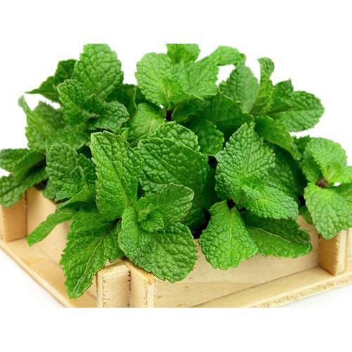 Rau bạc hà - rau húng lủi - Sương sâm lông -