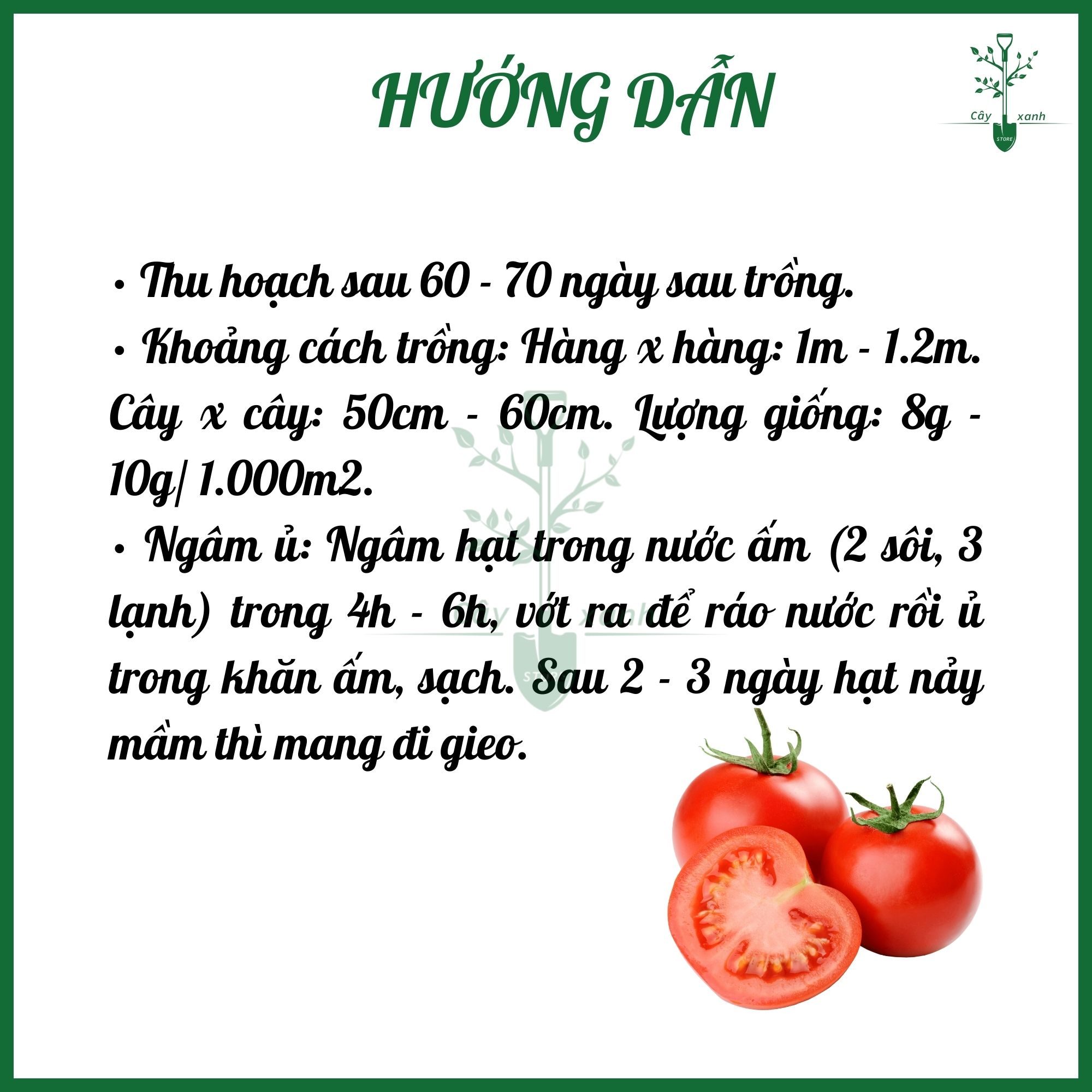 Hạt giống cà chua cạnh PN 29 gói 200mg Phú Nông Seeds sinh tưởng mạnh siêu kháng bệnh - Cây Xanh Store