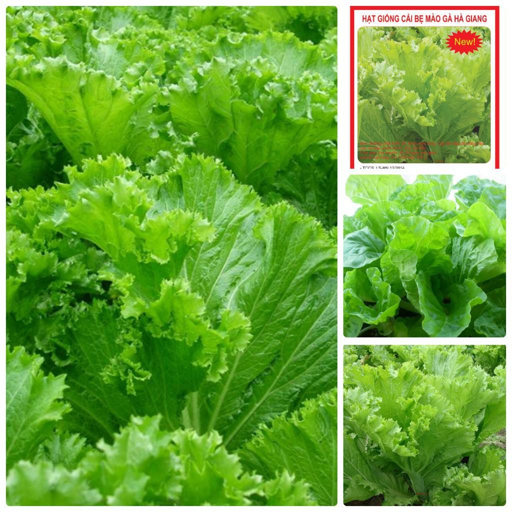 COMBO 8 gói rau cải dễ trồng-tặng kèm 1 phân bón