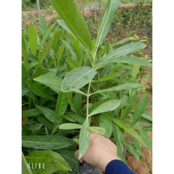 Cây giống chuông vàng