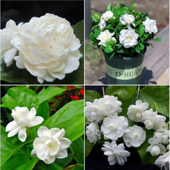 Hạt giống hoa nhài trắng - Gói 10 hạt-tặng kèm 3 viên nén ươm hạt