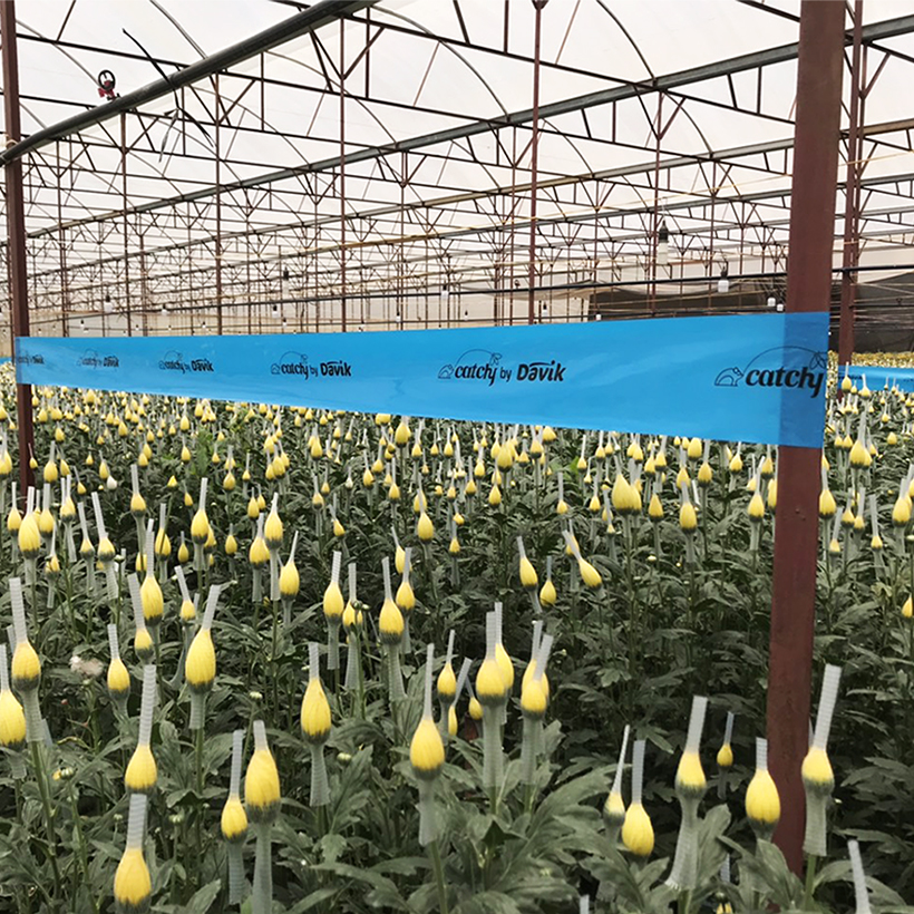 Keo Bẫy Xanh Diệt Bọ Trĩ nhập khẩu Israel Blue Trap gây hại nông nghiệp với thời gian trên 8 tháng chịu mưa nắng và nước tưới
