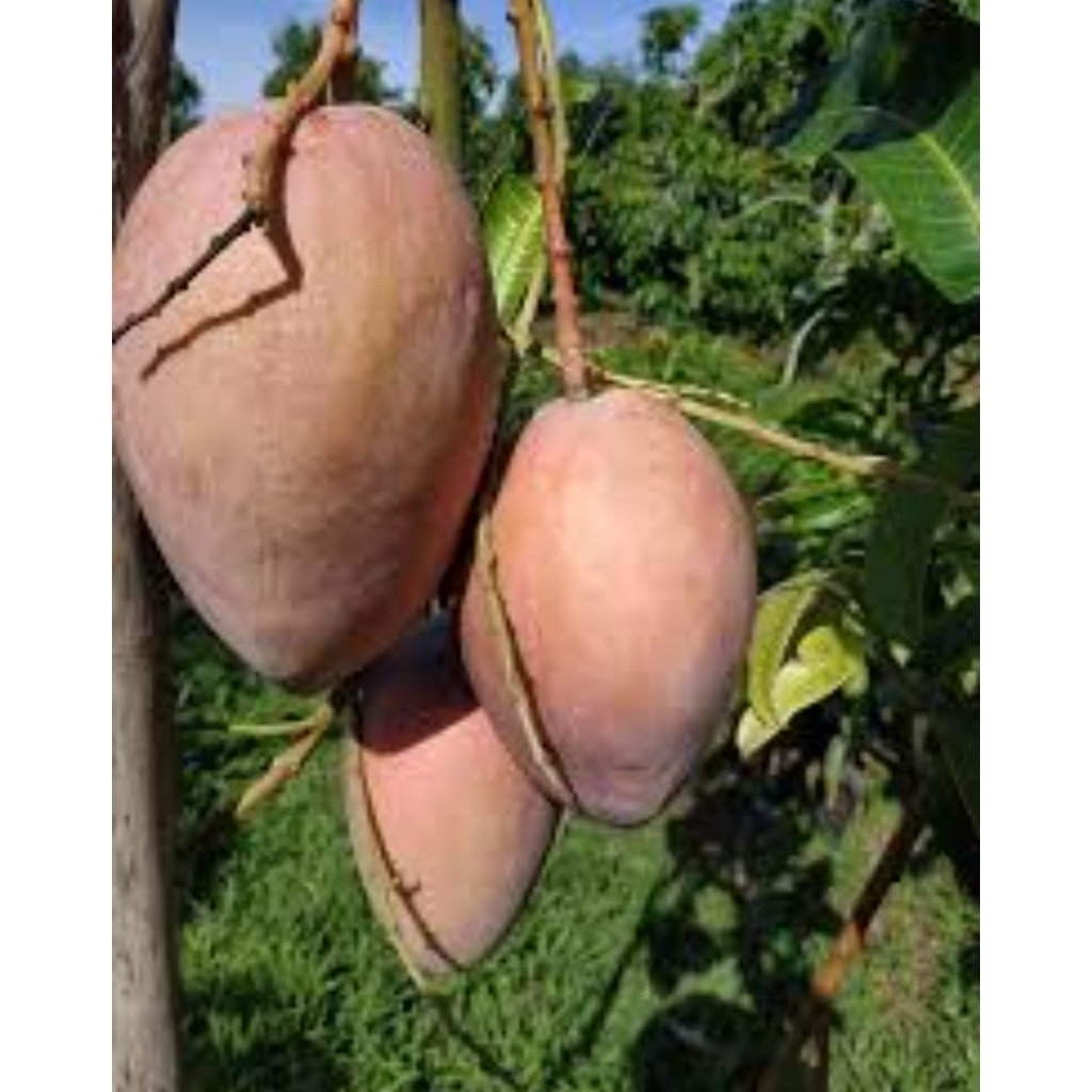 CÂY GIỐNG XOÀI HỒNG THÁI KHỔNG LỒ