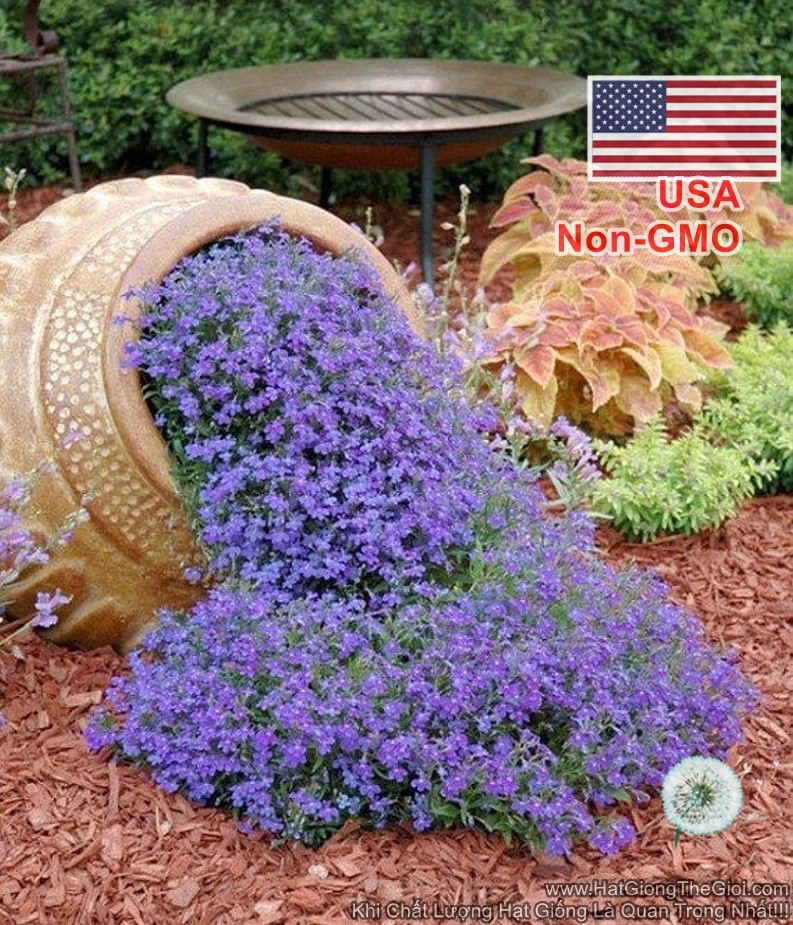 Hạt giống hoa leo đá -chịu nhiệt tốt - mix nhiều màu sắc