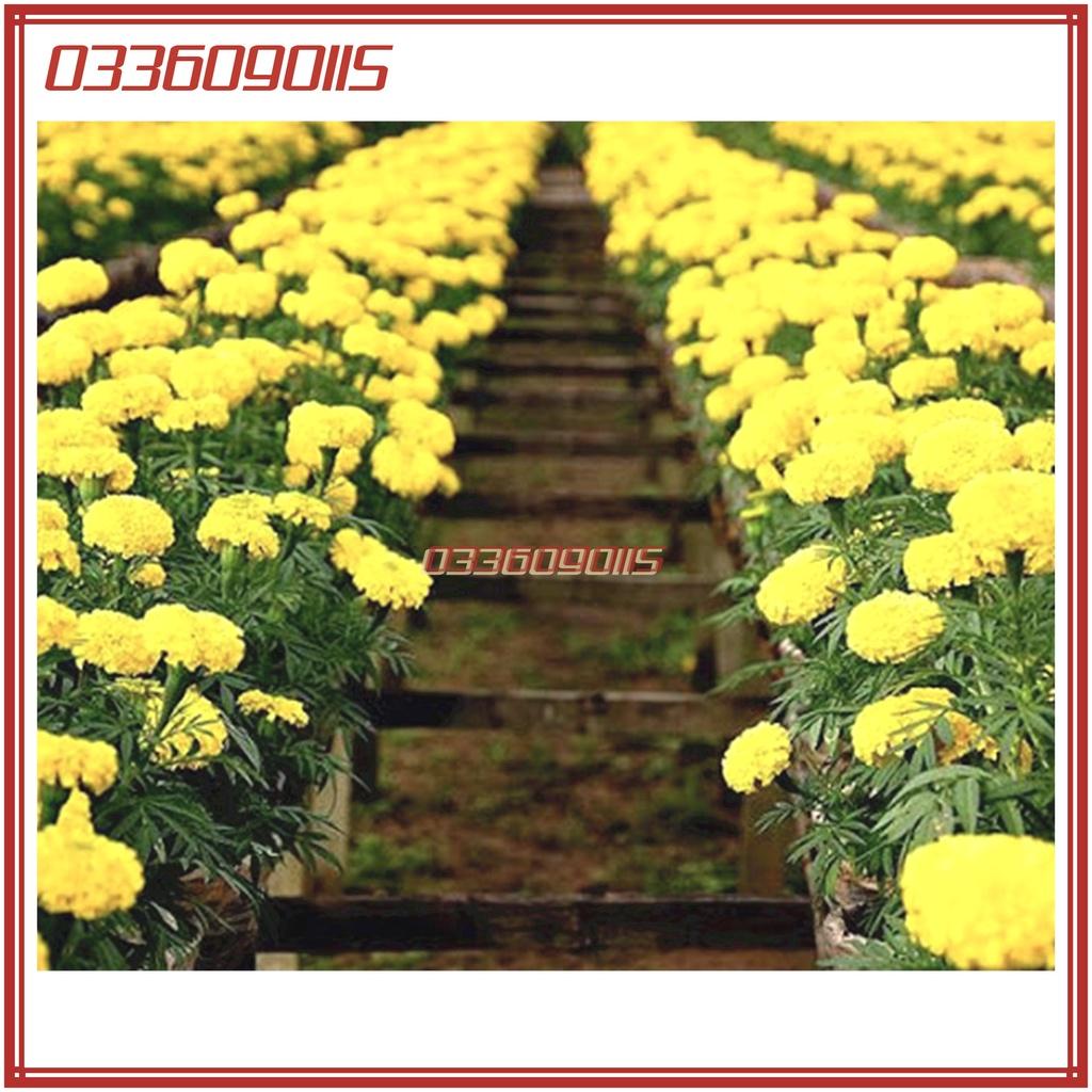 Túi 30 Hạt giống hoa cúc vạn thọ vàng chanh - hạt tuyển chọn loại 1