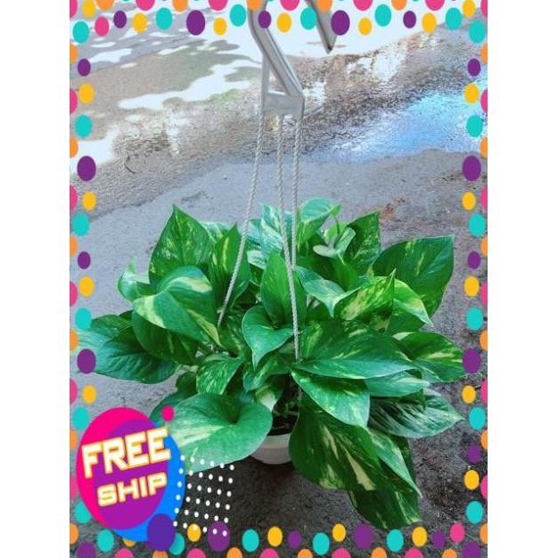 Chậu Trầu Bà Thái Size Đại