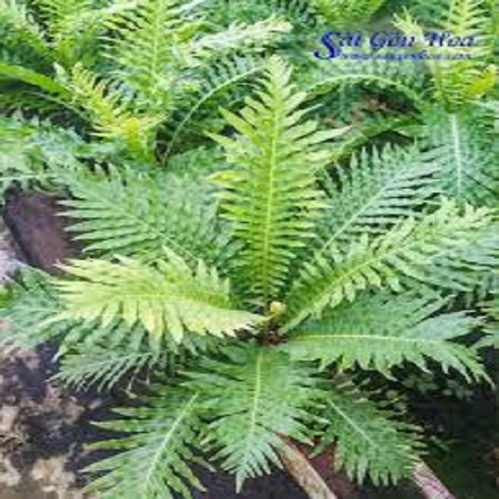 CÂY DƯƠNG XỈ KHỔNG TƯỚC