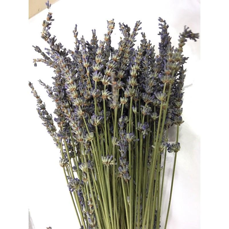 Lavendin - Lavender Hoa oải hương giống Anh