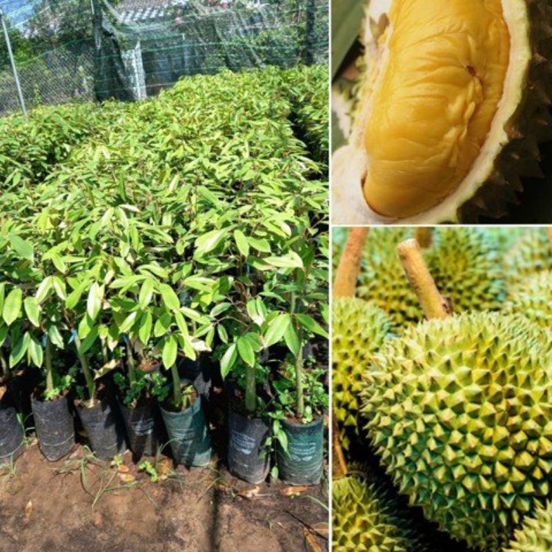 CÂY GIỐNG SẦU RIÊNG ÓC KHỈ
