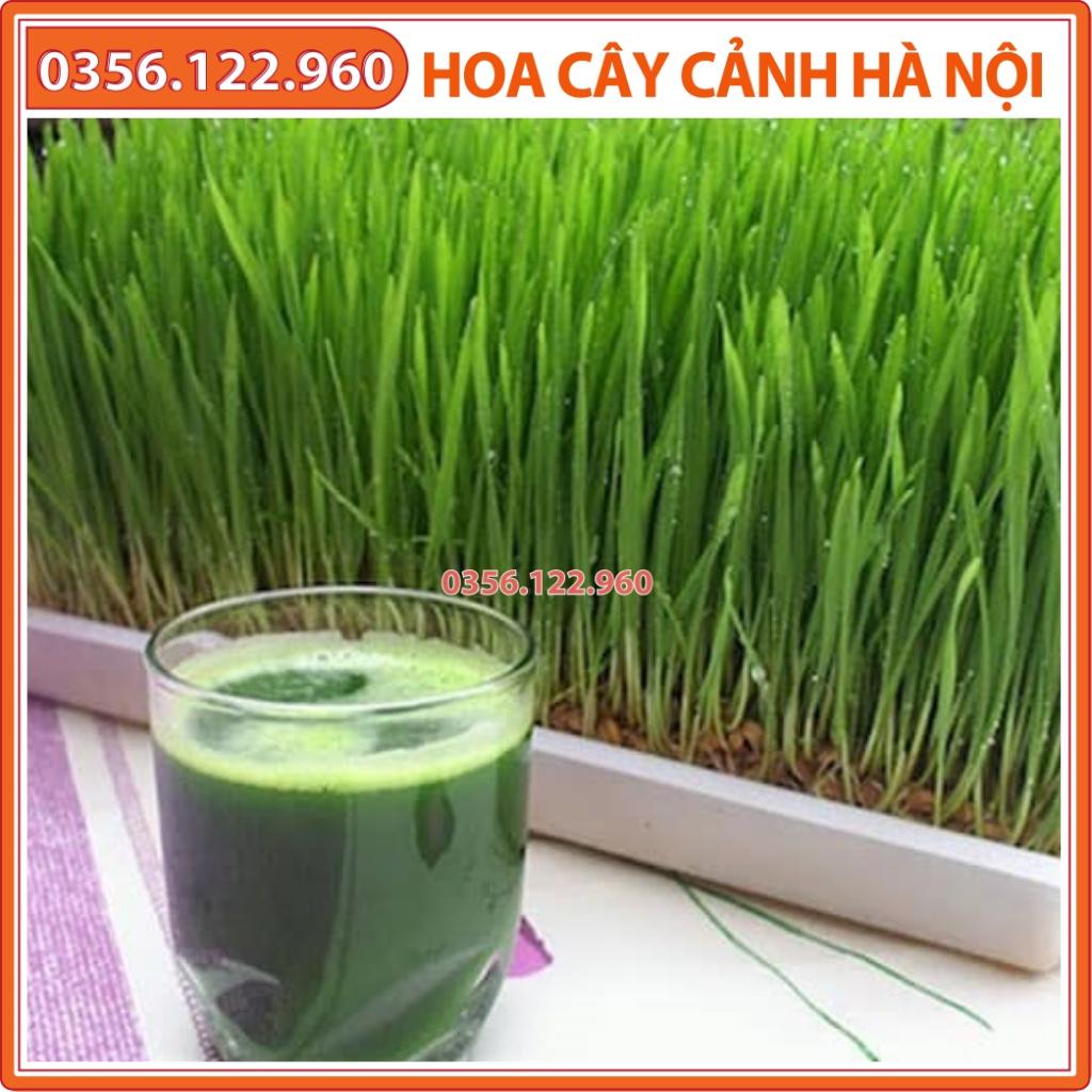 Hạt giống mầm cỏ lúa mì, lúa mạch 100g - thức uống ít calo, giúp giải nhiệt, giảm cân