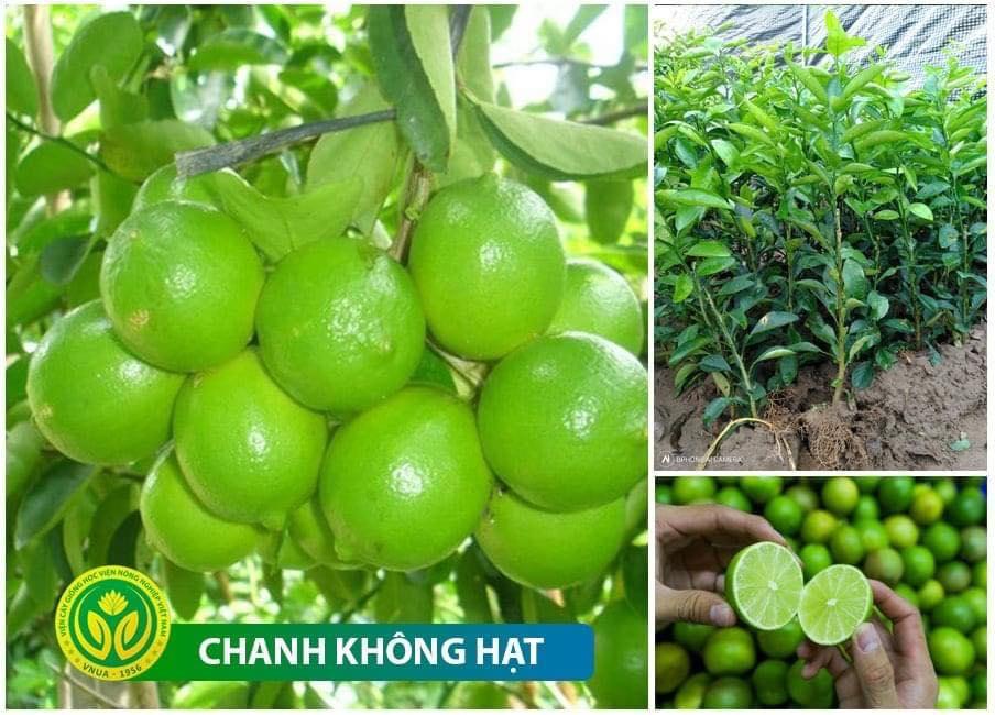CÂY GIỐNG CHANH KHÔNG HẠT SIÊU SỚM