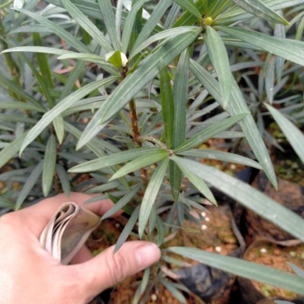 CÂY GIỐNG TÙNG LA HÁN