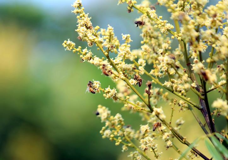 Mật Ong Hoa Nhãn Honeyland 110G