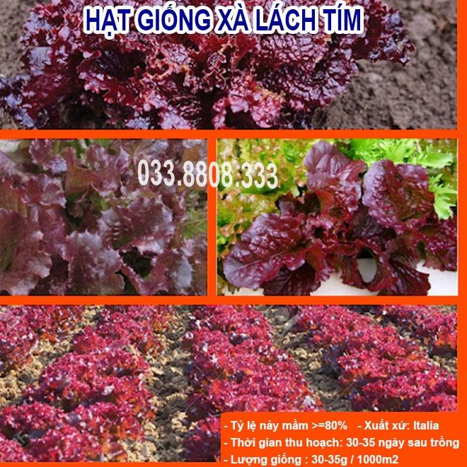 HẠT GIỐNG XÀ LÁCH TÍM -SIÊU NGON NHANH THU HOẠCH
