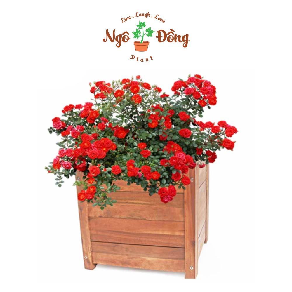 Chậu Gỗ Trồng Cây Cảnh Chậu Hoa D40cm Trang Trí Nhà Cửa Ngoài Vườn Bằng Gỗ Trầm Bông Vàng Màu Nâu Tự Nhiên