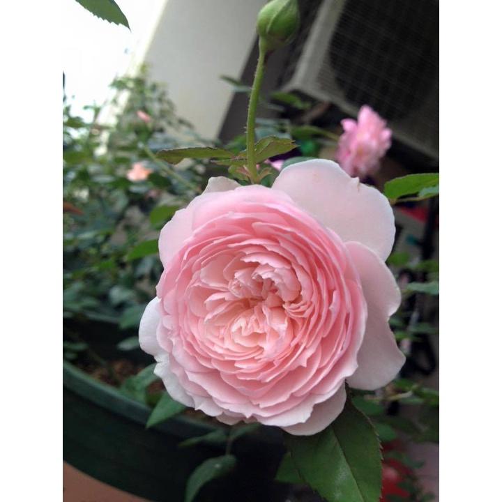 Hoa hồng ngoại Misaki siêu đẹp - chậu to , cây to già 2 năm