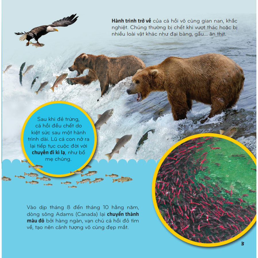 Bí Ẩn Thế Giới Loài Vật