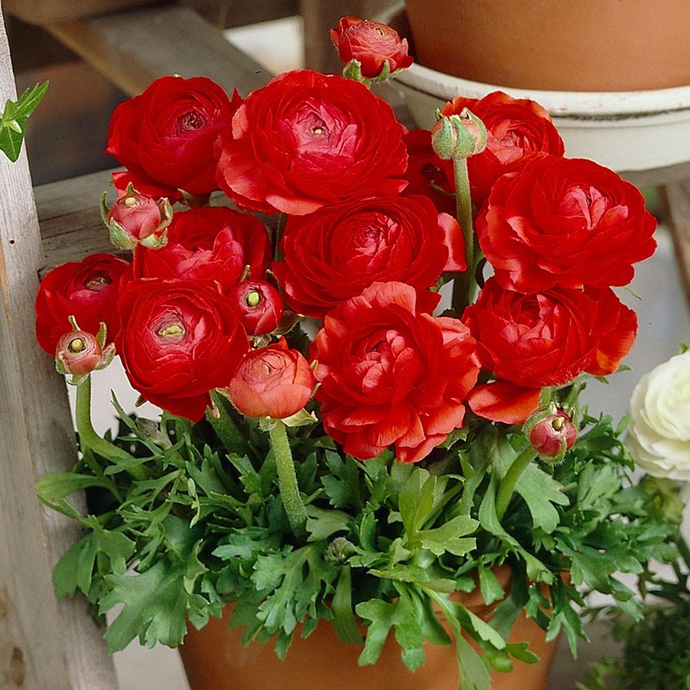 Bộ 5 củ hoa hồng mao lương. tím cam trắng hồng vàng - kèm 5 viên nén ươm củ