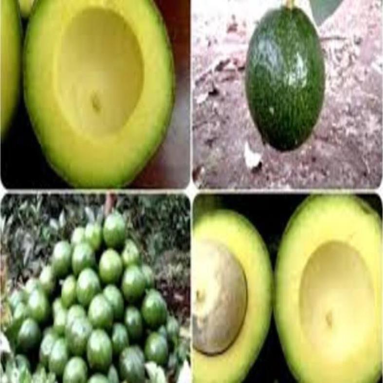 Cây giống bơ Both 7 Bơ trái vụ giống mới ăn ngon năng suất cao