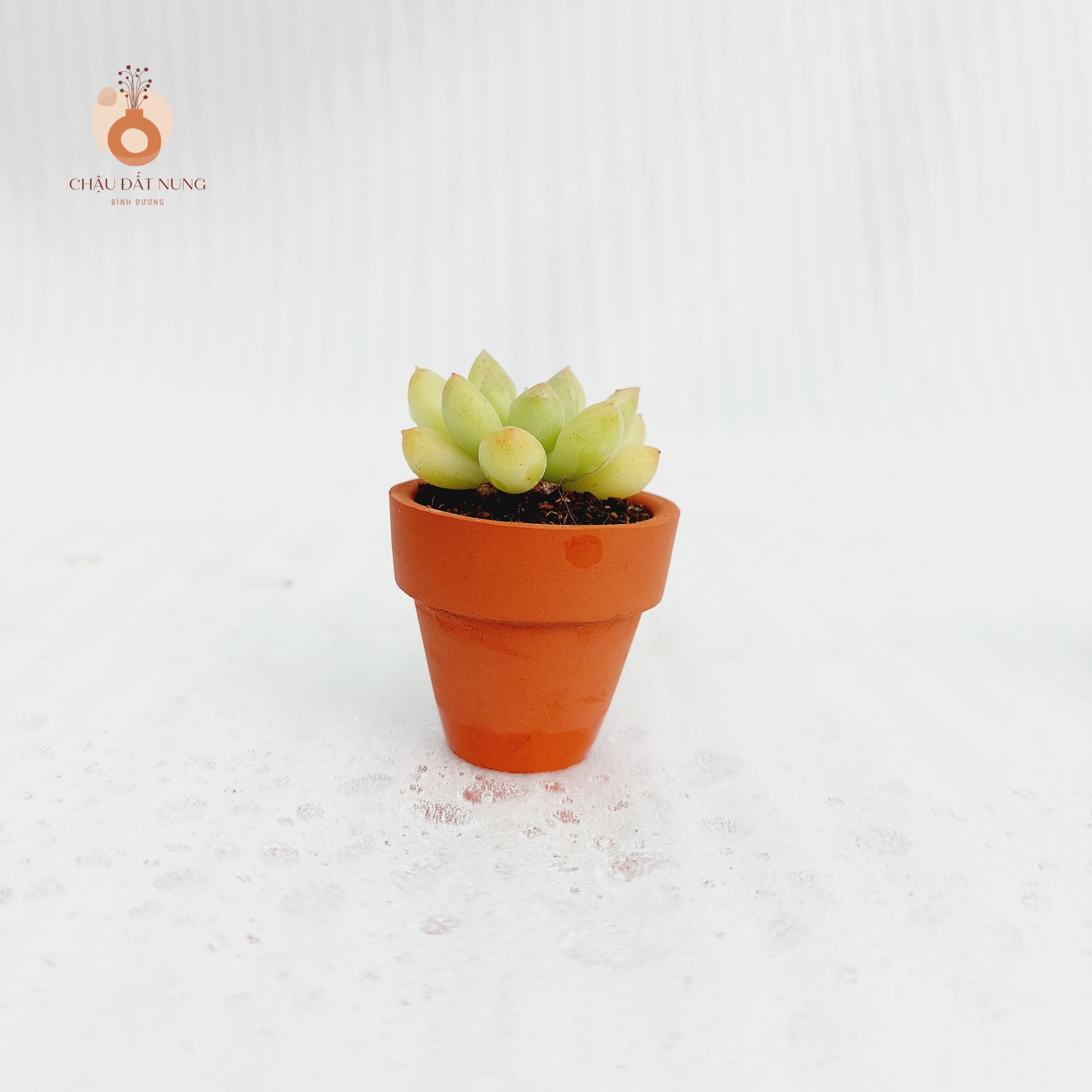 Chậu đất nung Bình Dương - Ly gờ, miệng chậu 3.5cm, chiều cao 3.5cm
