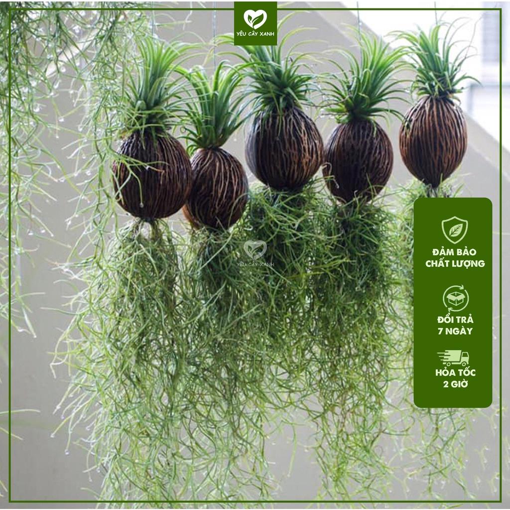 Cây Không Khí ( Tillandsia Usneoides )