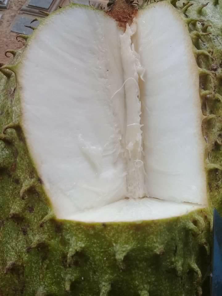 Cây giống Mãng cầu xiêm Thái THỰC SINH.
