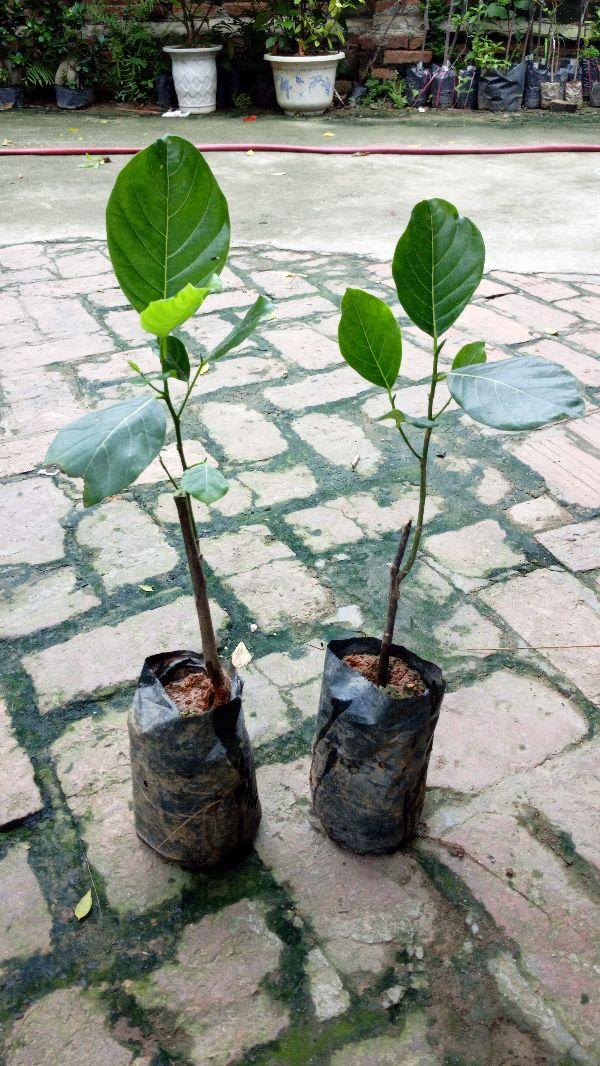 Cây mít malaysia cây đẹp chuẩn giống