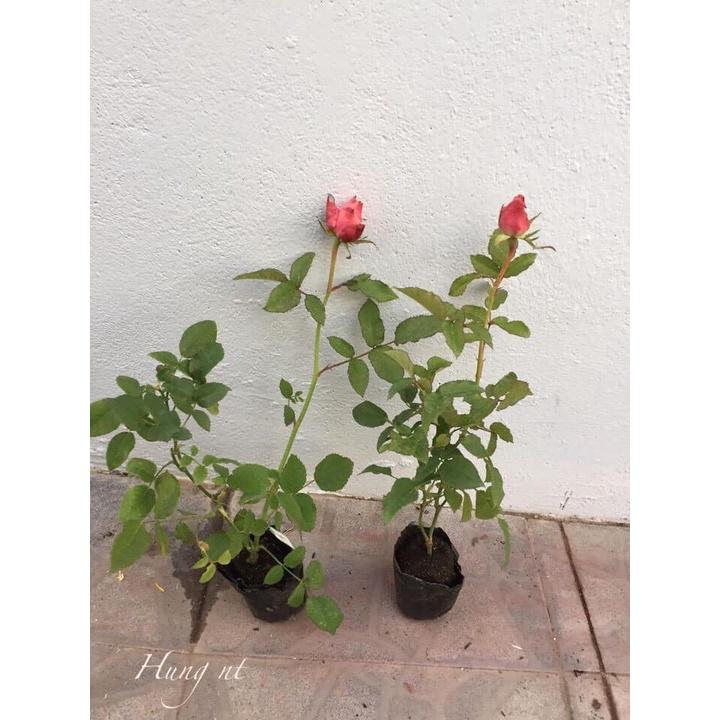 Cây giống hoa hồng ngoại Heart Ties- bầu to cây lớn trưởng thành
