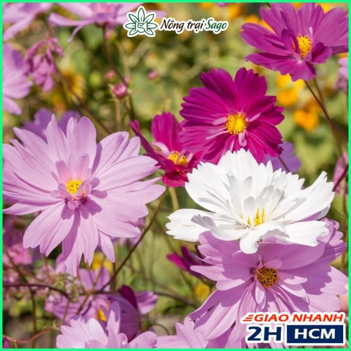 Hạt giống Hoa Cánh Bướm Kép Nhiều Màu, Dễ Trồng - Nông Trại Sago