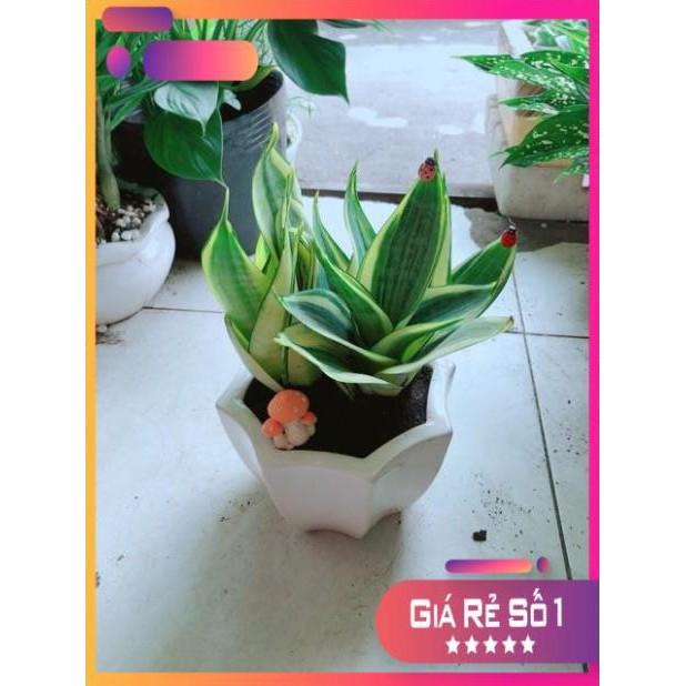 Chậu Lưỡi Hổ Thái Vàng