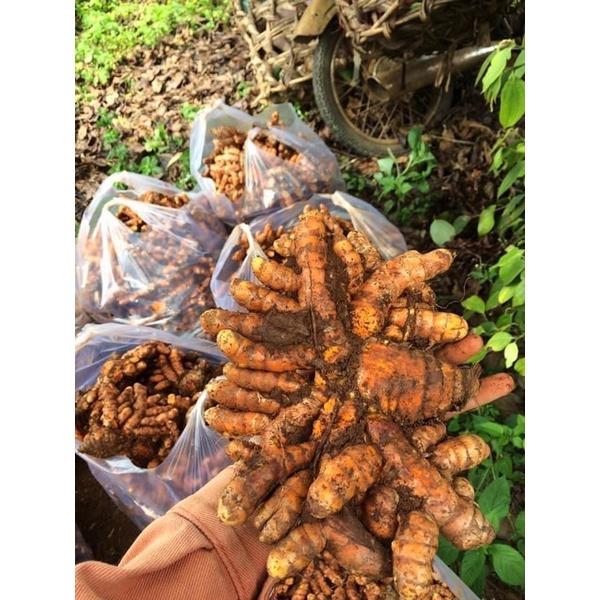 CỦ NGHỆ VÀNG TƯƠI ,CỦ NGHỆ ĐEN TƯƠI ảnh thật nhà trồng